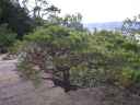 prodn bonsaj na Pleivci